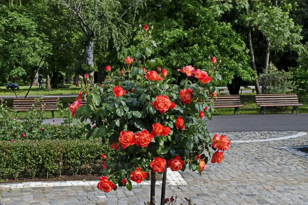 Foto Eines Rosenstrauches Mit Blühender Orangefarbener Farbe Zur Begrüßung Einem — Stockfoto