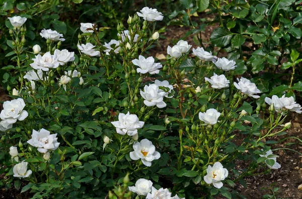 Foto Eines Rosenstrauches Mit Blühender Weißer Farbe Zur Begrüßung Einem — Stockfoto