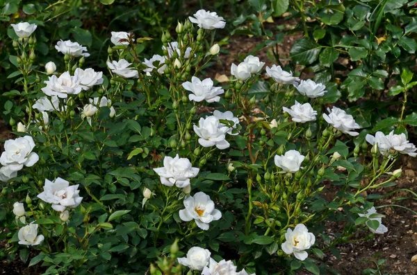 Foto Rosenbuske Med Blommande Vit Färg För Hälsning Naturpark Sofia — Stockfoto