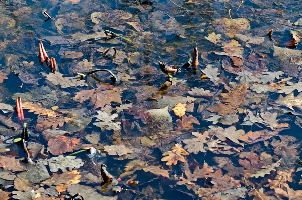 Lac Avec Des Feuilles Automne Sèches Nouveaux Germes Lis Printemps — Photo