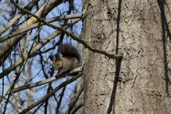 Écureuil Queue Brune Sur Tronc Arbre Dans Parc Recherche Nourriture — Photo