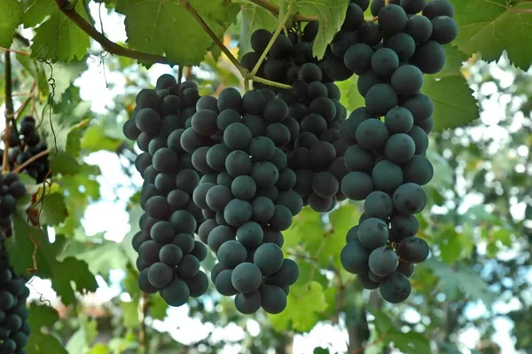 Bouquet Raisins Noirs Fraîchement Mûris Pour Vin Sur Vigne Ville — Photo