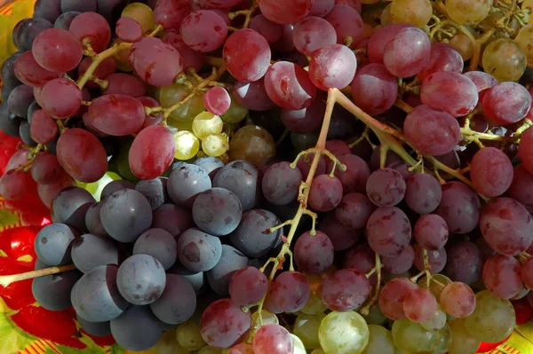 Uvas Frescas Maduras Brancas Pretas Rosa Prontas Para Comer Zavet — Fotografia de Stock