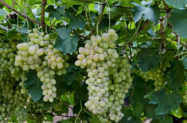 Bordeaux karışımı, Zavet, Bulgaristan ile yapılan tedaviden sonra sarmaşıkta bir demet beyaz üzüm