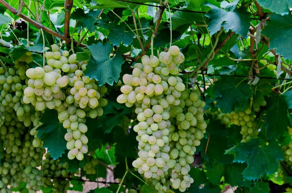 Bunches White Grapes Vine Treatment Bordeaux Mixture Zavet Bulgaria Stock Picture