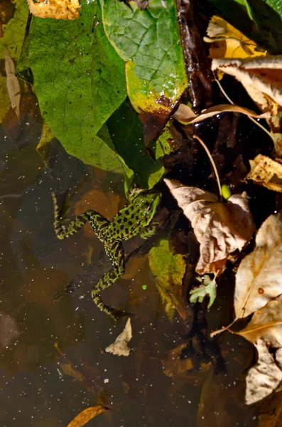 Lago Com Folhas Outono Coloridas Uma Verde Rana Água Parque — Fotografia de Stock