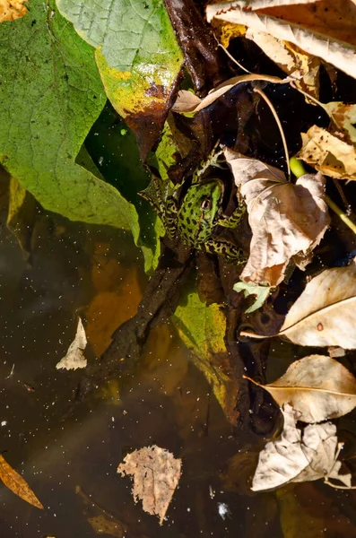 Lac Avec Des Feuilles Automne Colorées Une Grenouille Verte Rana — Photo