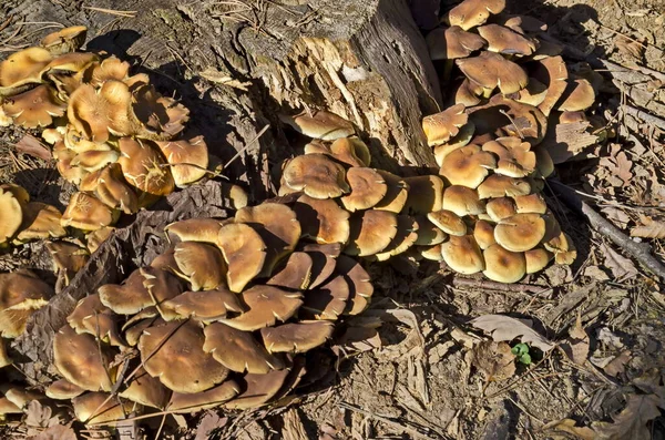 Deliziosi Funghi Gialli Commestibili Finferli Cantharellus Ciba Rius Crescono Vicino — Foto Stock