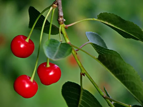 Ramita Cereza Agria Cereza Con Frutas Rojas Dulces Apetitosas Jardín —  Fotos de Stock