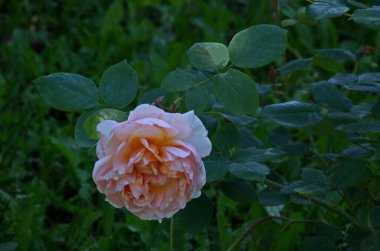 Pembe çiçekli güzel çalıları olan bir gül bahçesinin parçası, Sofya ve Bulgaristan 