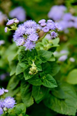 Yaz mor çiçekler, çiçek arka plan görüntüsünü makro