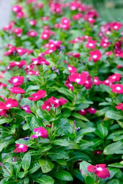 Kentin doğal pembe çiçekler. Arka plan doku