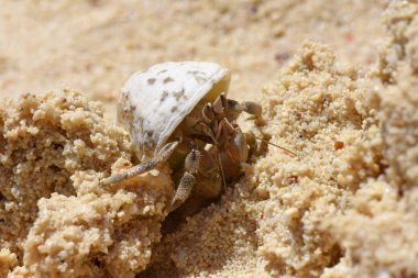 Kum deniz kıyıya yakın Kabuk Yengeç münzevi gizler