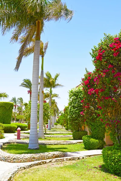 Gränden av palmer och blommande växter på ett hotell i Egypten — Stockfoto