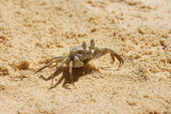 Deniz yengeç kum deniz kıyıya yakın çalışır