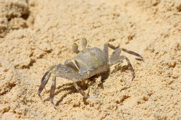 Deniz yengeç kum deniz kıyıya yakın çalışır