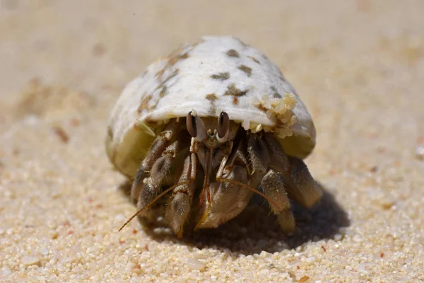 Krab poustevník skrývá v shellu na písku poblíž mořského pobřeží — Stock fotografie