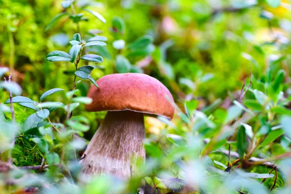 Tapete Schöne Pilze wachsen im Wald, weißer Pilz, Steinpilze, Nahrung — Stockfoto