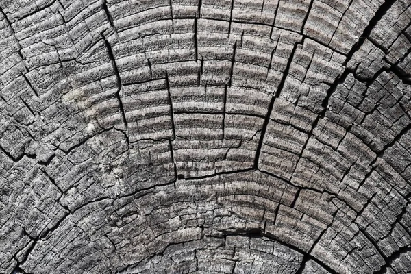 A vágott szárított fa trunk közelről textúra — Stock Fotó
