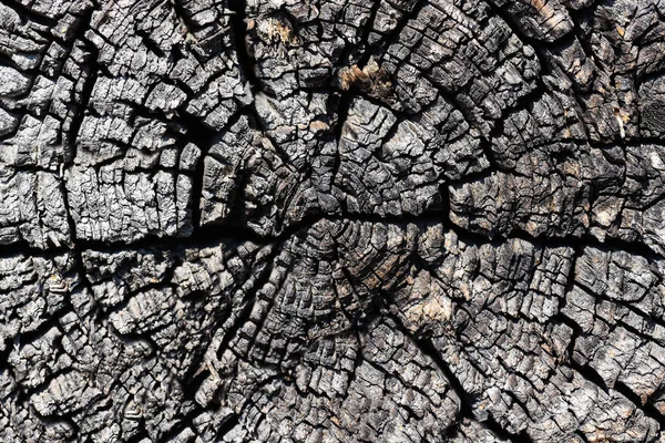 Kurumuş ağaç gövde yakın bir kesim dokusuna