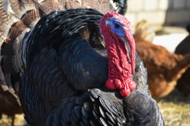 Bir büyük ana Türkiye'nin diğer kuşlar arasında çiftlik size yürür