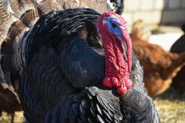 Bir büyük ana Türkiye'nin diğer kuşlar arasında çiftlik size yürür