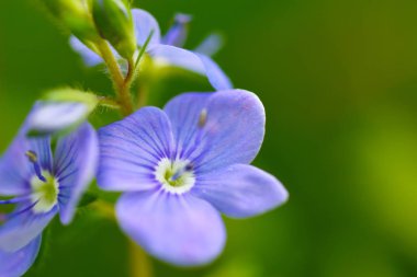 Alanına bir alan mor narin çiçek çiçek