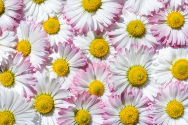 Bright background of white and pink field chamomiles clipart