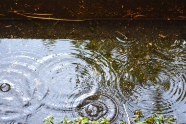 Yağmur altında bir su birikintisi içinde su damlaları çevrelerinden