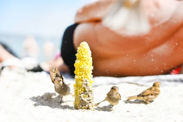 Ptaki wróble jeść nasiona roślin kukurydzy na słonecznej plaży. Śmieci został wyrzucony przez ludzi — Zdjęcie stockowe