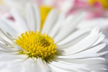 Beyaz papatya çiçekler sarı bir çekirdek ve pembe yaprakları ile izole arka plan