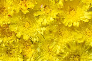 İzole arka planını çiçekler sarı papatya sarı bir çekirdek ve turuncu yaprakları ile