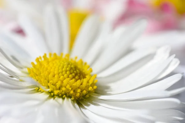 Ізольований фон з білими ромашковими квітами з жовтим ядром і рожевими пелюстками — стокове фото