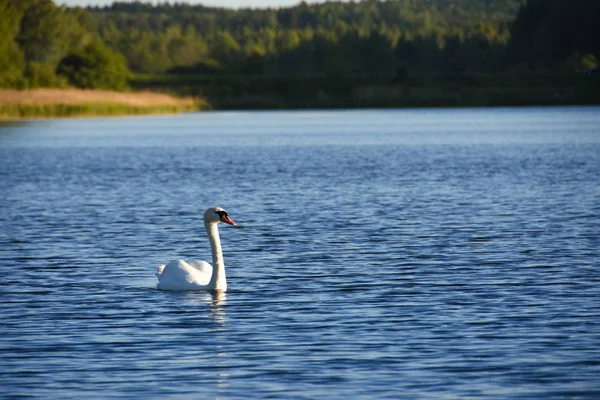 Pájaro cisne blanco nada a lo largo del lago agua azul en el bosque por la noche —  Fotos de Stock