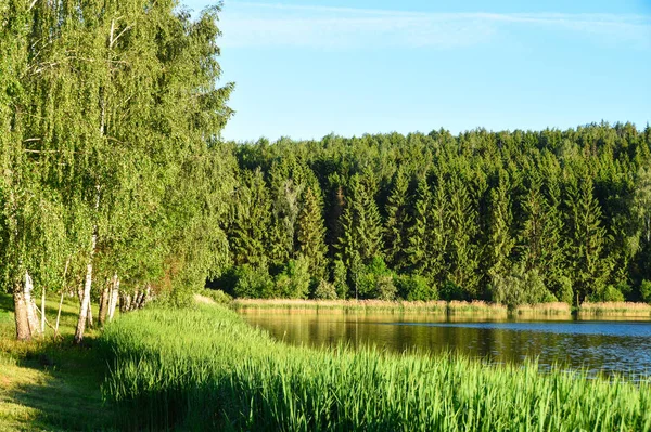 Jezero krajina s rákosím proti lesa ve večerních hodinách na slunci v Rusku, Bělorusku, Ukrajině — Stock fotografie