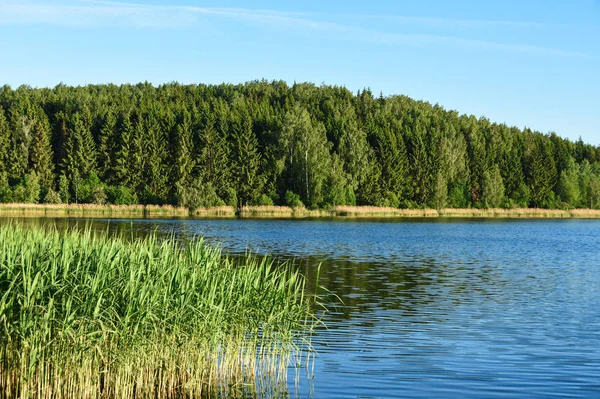 Liggande sjön med vass mot en skog på kvällen i solljuset i Ryssland, Vitryssland, Ukraina — Stockfoto