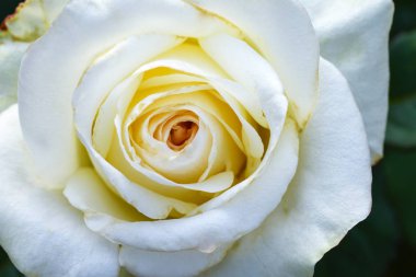 Büyük çiçek beyaz yabani gül portre