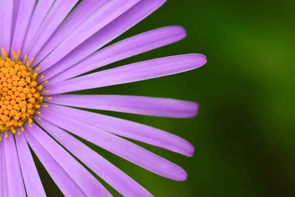 Велика ромашкова квітка з фіолетовими пелюстками крупним планом — стокове фото