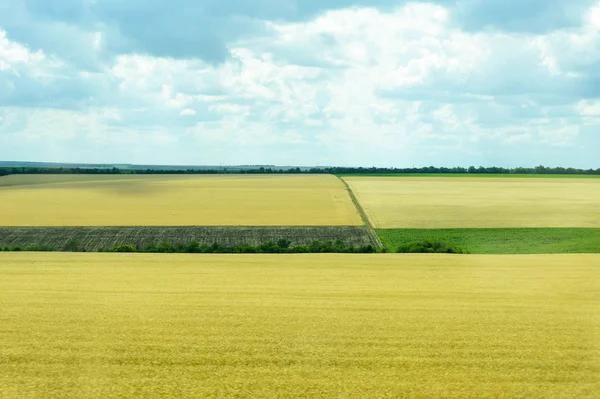 Nature of Ukraine. The landscape of Ukrainian agricultural fields of summer fields. The farm. Fields with corn, wheat.