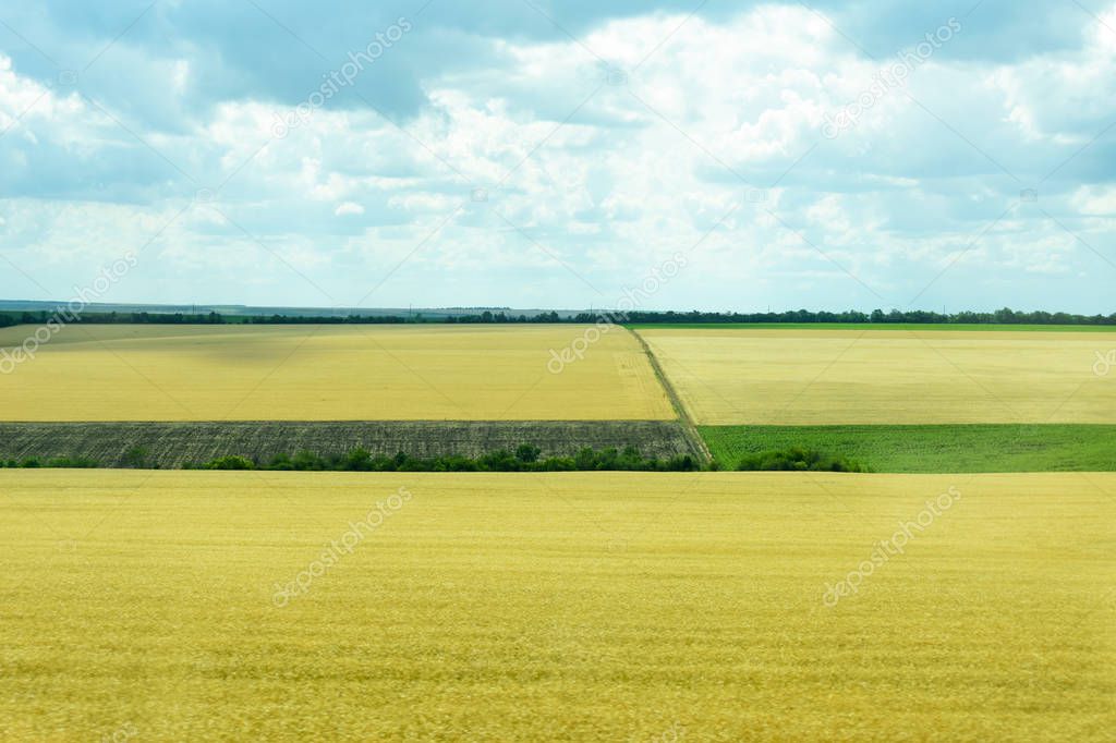 Nature of Ukraine. The landscape of Ukrainian agricultural fields of summer fields. The farm. Fields with corn, wheat.
