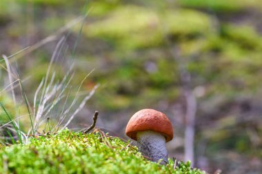 Moss ormandaki ilk genç yenilebilir mantar yetişir