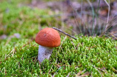 Moss ormandaki ilk genç yenilebilir mantar yetişir