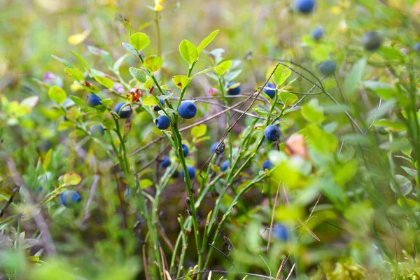 Bushes of blueberries grow in the forest