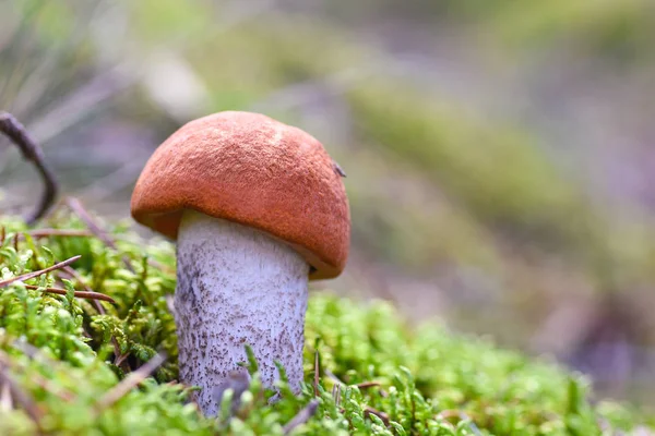 Der erste junge Speisepilz wächst im Wald im Moos — Stockfoto