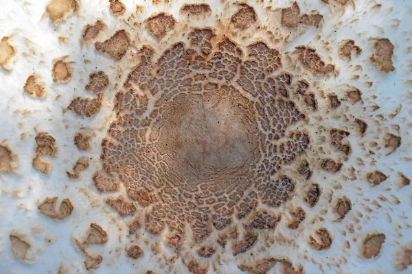 Textuur caps van grijze eetbare paddenstoel uit zonlicht — Stockfoto