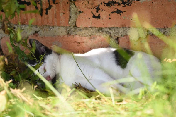A small cat hides from the sun in the shade and sleeps — Stock Photo, Image