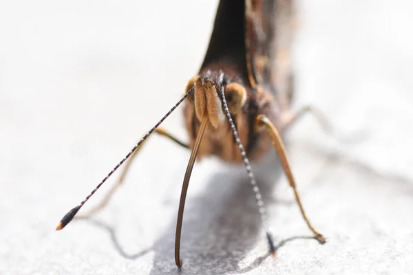 Fliegende Mücke im Schlafzimmer — Stockfoto © vicnt2815 #163763430 Fliegende Mücke im Schlafzimmer — Stockfoto © vicnt2815 #163763430
