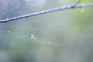 Ormandaki bir ağaç dalı için sabit bir örümcek ağı üzerinde çizgili bir örümcek avı