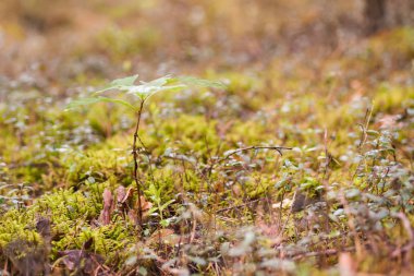 Küçük bir meşe ağacının sarı orman çim ile sonbaharda filizlenir.