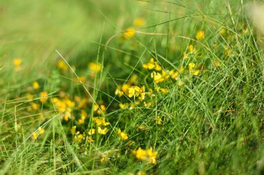 Küçük sarı çiçekler yetişmek yeşil çimen